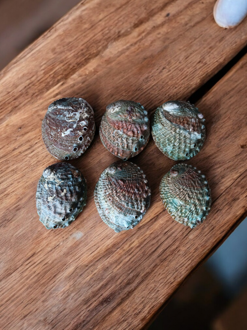 Abalone Shell 2.5 to 3.5 inch