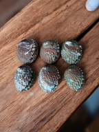 Abalone Shell 2.5 to 3.5 inch