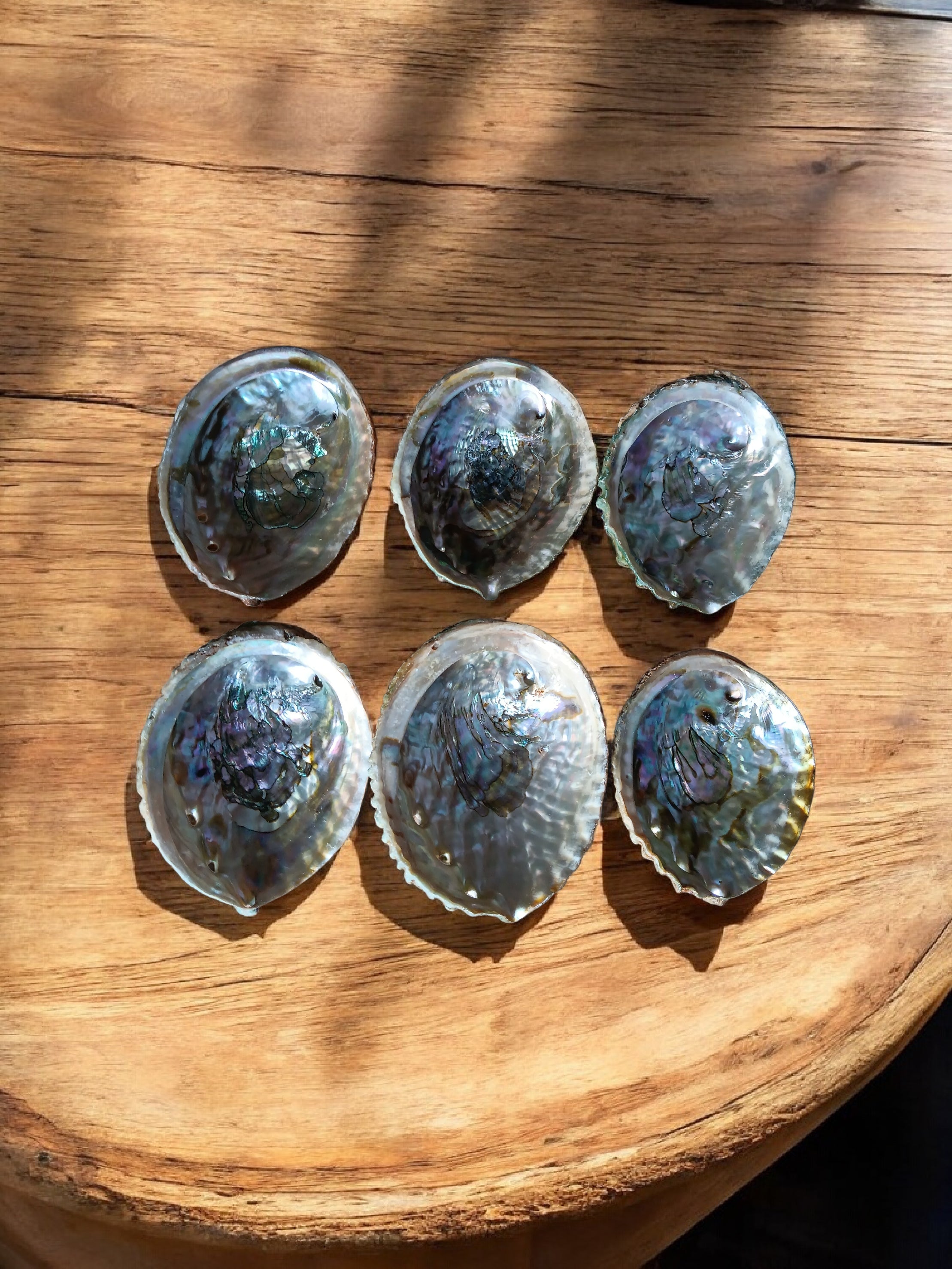 Abalone Shell 2.5 to 3.5 inch