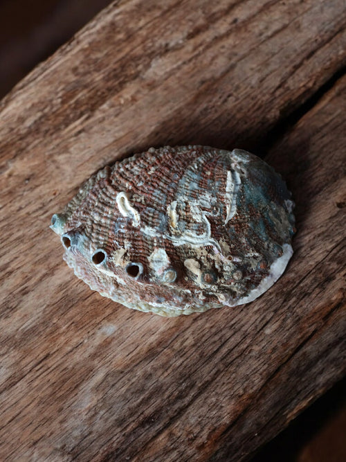 Abalone Shell 2.5 to 3.5 inch