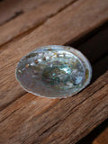 Abalone Shell 2.5 to 3.5 inch